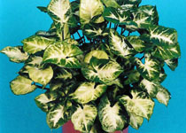 Syngonium 'Pixie' 