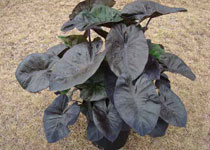 Colocasia esculenta 'Kona Coffee' 