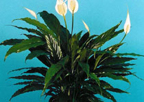 Spathiphyllum 'Starlight' 