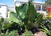 Alocasia macrorrhiza 'Borneo Giant' 