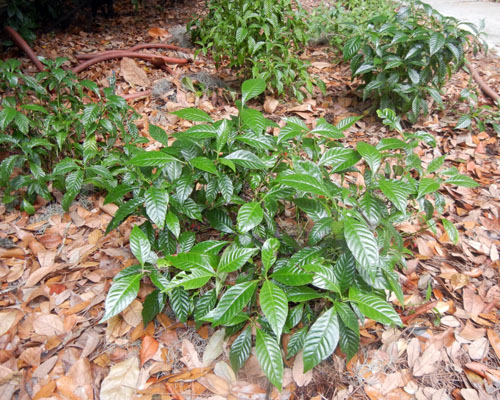 Psychotria nervosa 'Little Psycho™' from AgriStarts