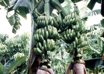 Musa 'Double (Mahoi)' 