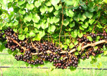 Vitis 'Delicious' 