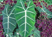 Alocasia 'Frydek' 