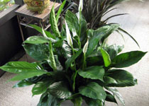 Spathiphyllum 'Kaley' 