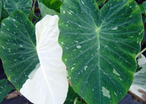 Colocasia esculenta 'Ele Paio' 