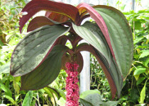 Medinilla 'Gregori Hambali' 