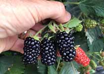 Rubus Prime - Ark® Traveler