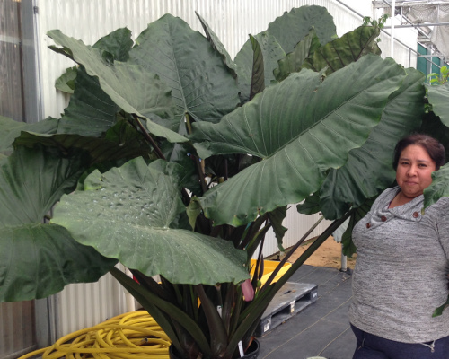 Alocasia Sumo™ (var. 'ALOSUM')