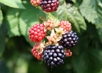 Rubus Chester