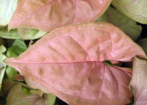 Syngonium 'Regina Red' 