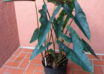 Alocasia princeps 'Purple Cloak' 