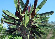 Musa 'Bordelon' 