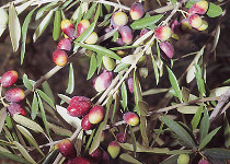 Olea 'Coratina' 