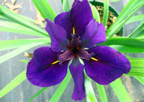 Iris 'Full Eclipse' 