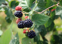 Rubus 'Triple Crown' 