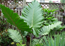 Alocasia 'Portora' 