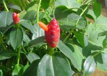 Costus woodsonii 'Dwarf French Kiss' 