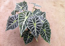 Alocasia 'Mandalay' 