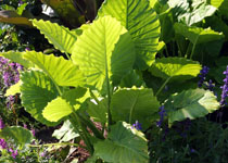 Alocasia gagaena 'California' 