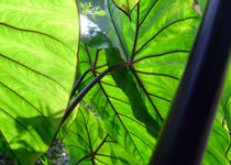 Colocasia esculenta 'Fontanesii' 