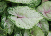 Syngonium 'Bright Allusion' 