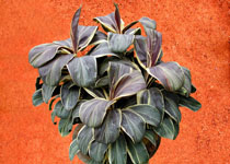 Cordyline terminalis 'Miss Andrea' 