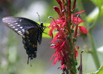 Lobelia cardinalis