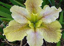 Iris 'Wow Factor' 