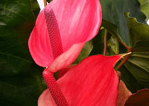 Anthurium 'Oaxaca' 