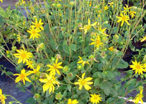 Silphium asteriscus 'Native Star' 