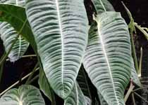 Anthurium veitchii 'King' 