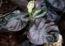 Alocasia infernalis 'Kapit' 