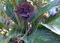 Tacca chanterii