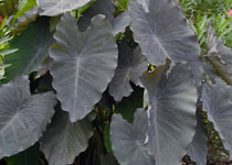 Colocasia esculenta 'Black Ruffles' 