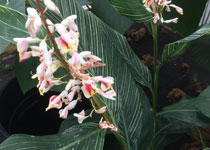 Alpinia formosana 'No Stripe' 