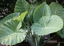 Colocasia gigantea 'Thailand Giant' 