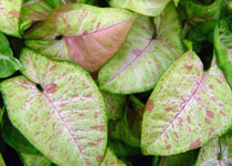 Syngonium 'Confetti' 