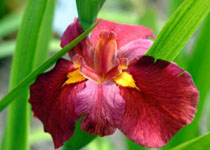 Iris 'Ann Chowning' 