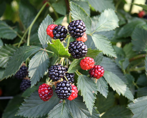 Rubus 'Ouachita' 