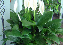 Spathiphyllum 'Mojo' 