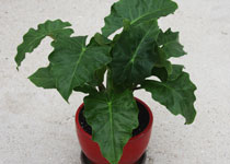 Alocasia Lowrider™ (var. 'ALOLOW')