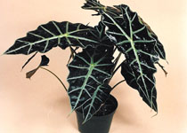 Alocasia 'Polly' 