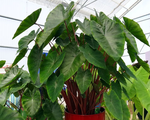 Colocasia esculenta 'Hawaiian punch' 