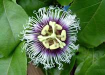 Passiflora edulis 'Possum Purple' 