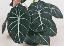 Alocasia reginula 'Black Velvet' 