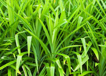 Pandanus amaryllifolius