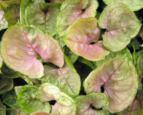 Syngonium 'Mango Allusion' from AgriStarts