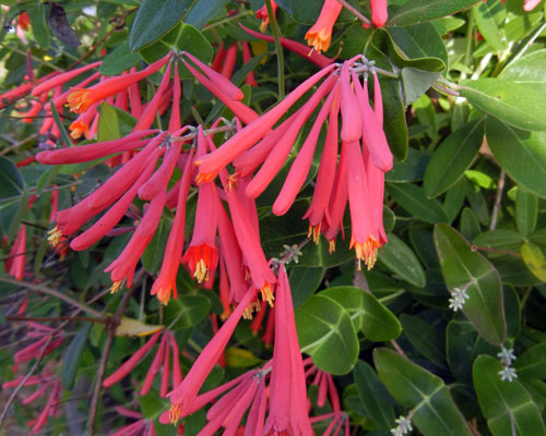 Lonicera sempervirens 'Honey Coral' Honeysuckle from AgriStarts