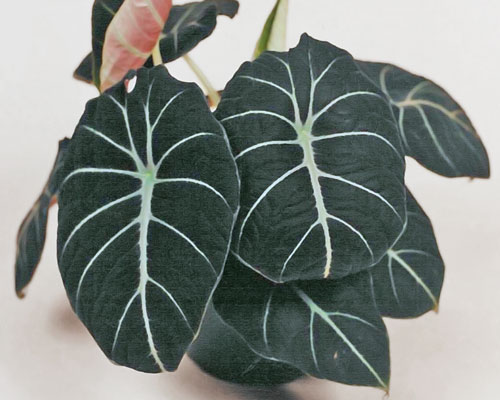 Alocasia reginula 'Black Velvet' African Mask from AgriStarts